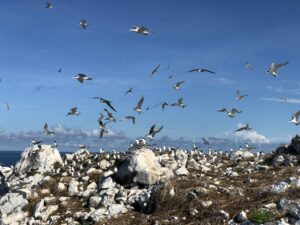 ĐẢO CHIM HÒN TRỨNG – VỊNH ĐẦM TRE / HÒN CAU