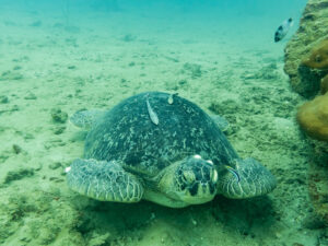 LEO NÚI NGỌN HẢI ĐĂNG – XEM RÙA BIỂN ĐẺ TRỨNG