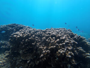 TOUR SNORKELING KHÁM PHÁ XÁC TÀU ĐẮM – CÔN ĐẢO