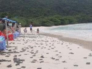 NGẮM CHIM BIỂN HÒN TRỨNG & THẢ RÙA HÒN BẢY CẠNH